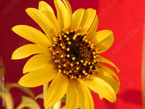  young sunflower on a warm background