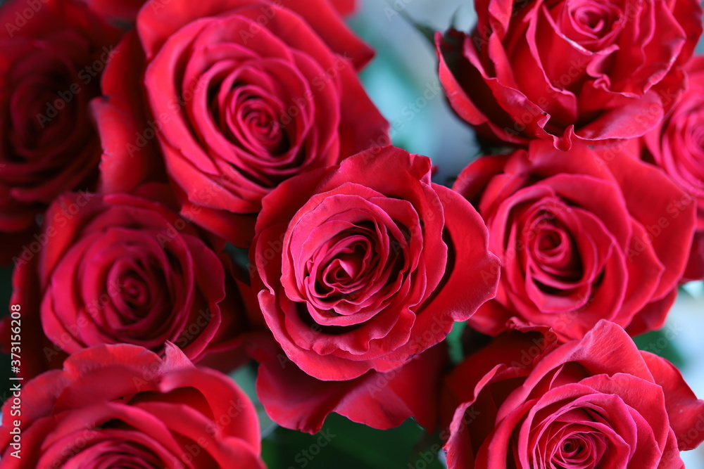 Bright red roses on gray and green background Bright red roses on gray and green background