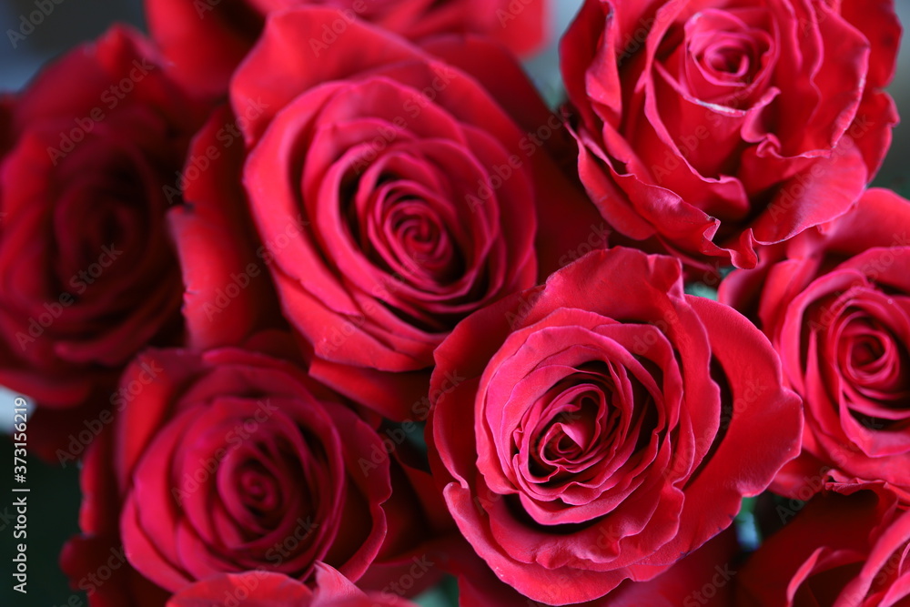 Bright red roses on gray and green background Bright red roses on gray and green background