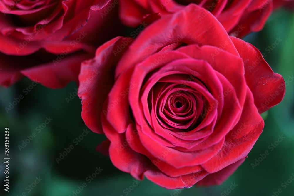 Bright red roses on gray and green background Bright red roses on gray and green background