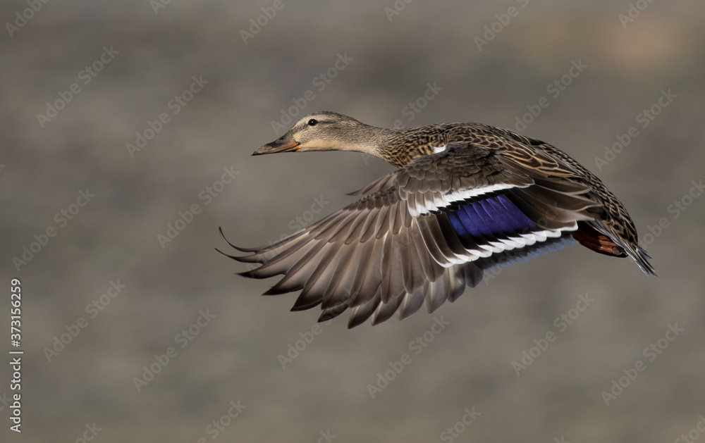 Duck in Flight