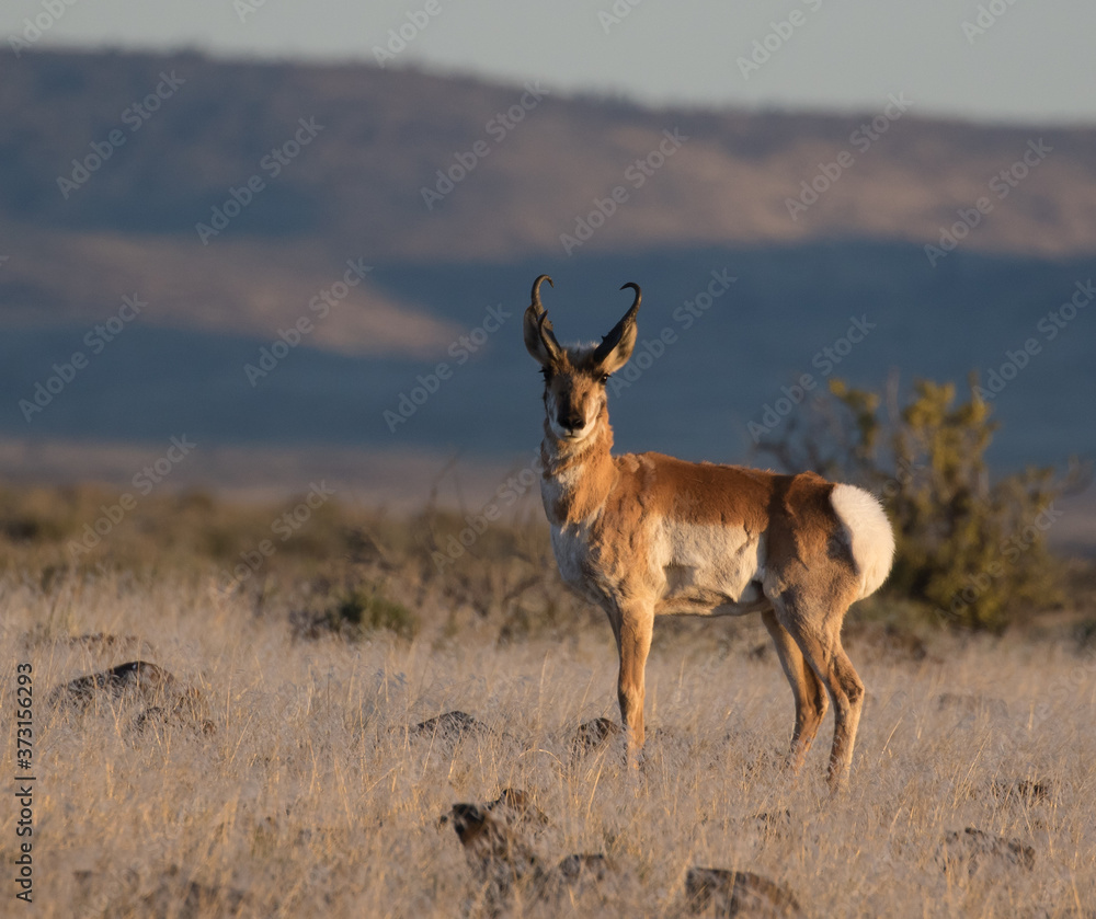 Fototapeta premium antelope in the wild
