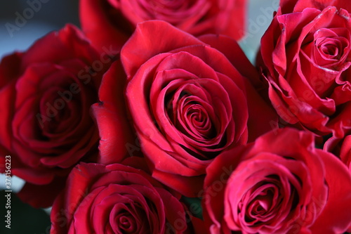 Bright red roses on gray and green background