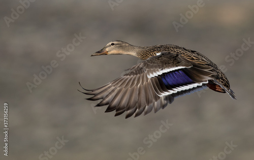 Obraz na płótnie Duck in Flight w salonie