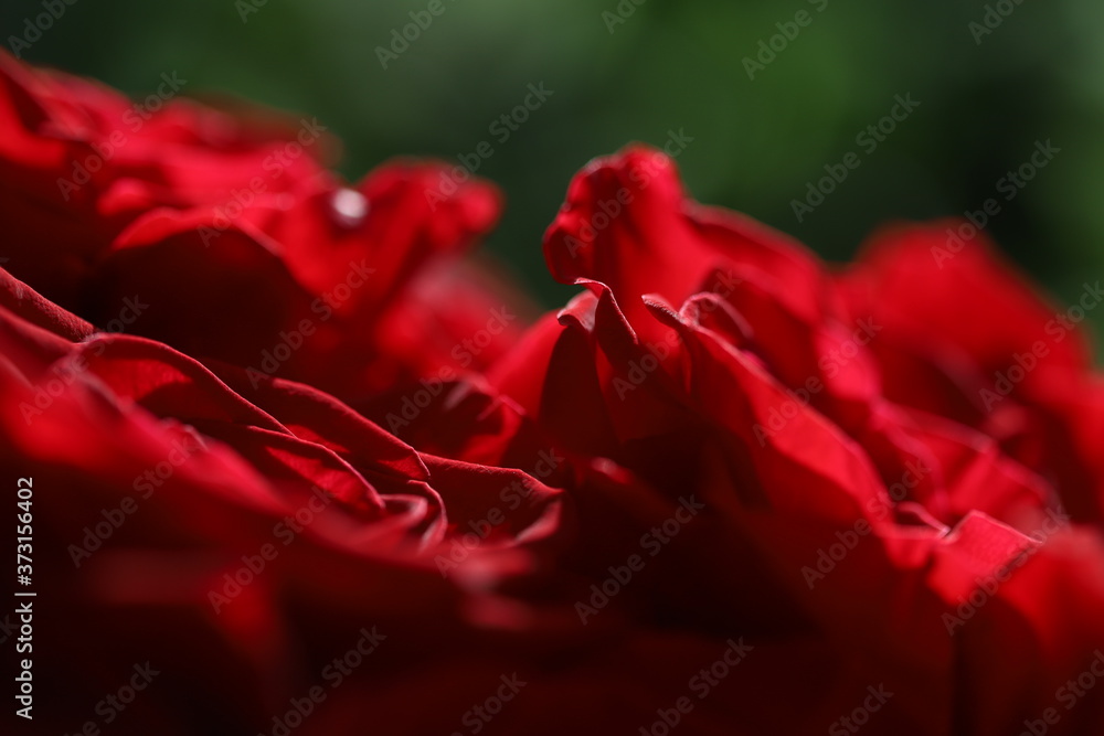 Macro photo of dark red roses Macro photo of dark red roses