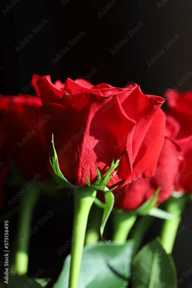 Bright red roses on gray background Bright red roses on gray background