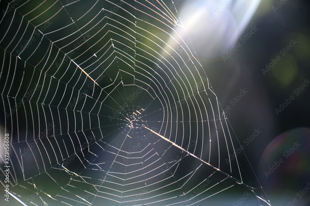 Naklejka premium spider web with rays of sunlight