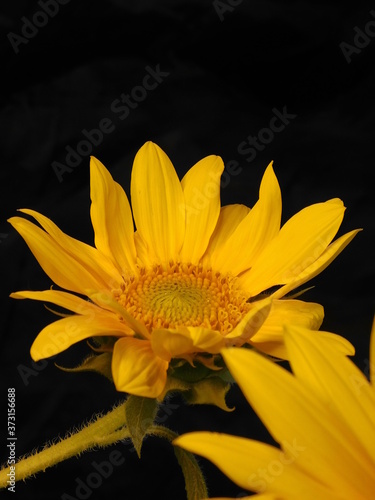 yellow sunflower on a dark background