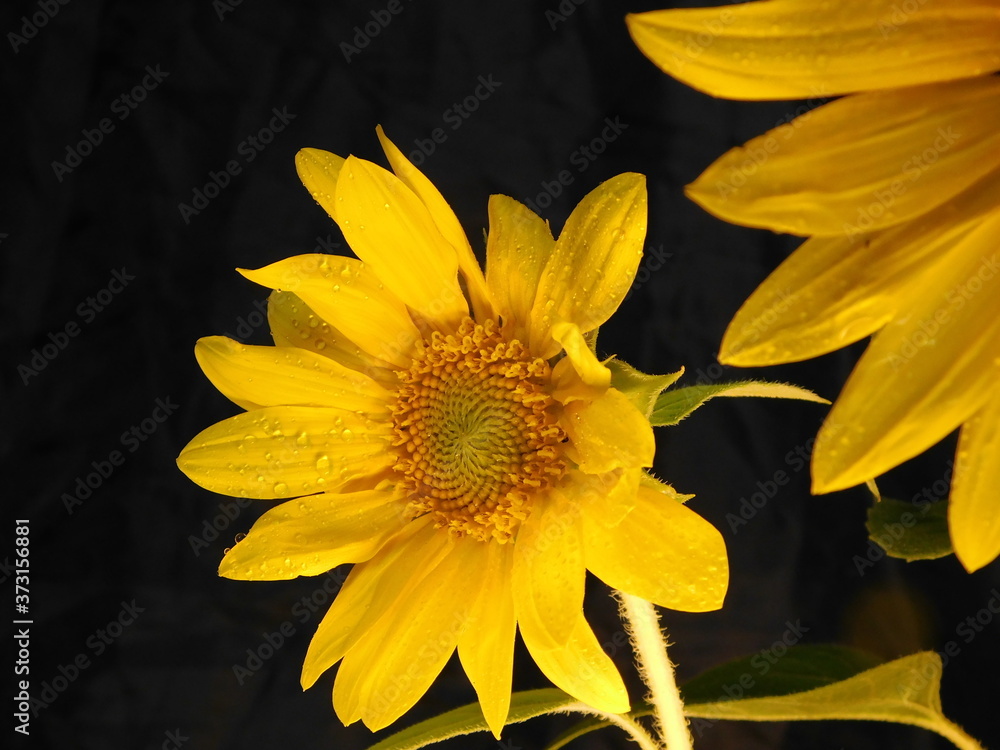 Naklejka premium yellow sunflower on a dark background