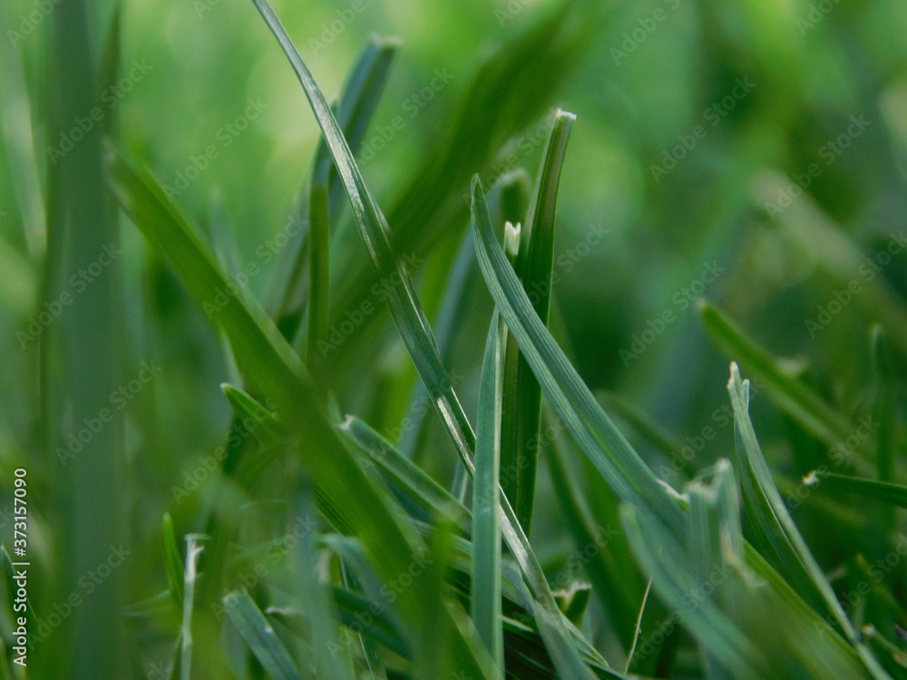 green grass with dew drops