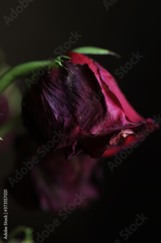 Fading dark red rose with green stem on a dark background
