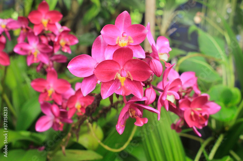 Spathoglottis Purple pink soil orchids.