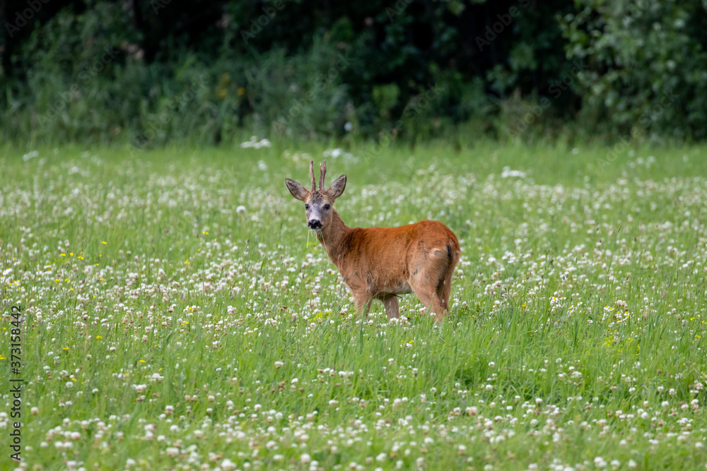 Fototapeta premium Deer in a field