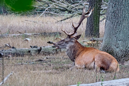 Fototapeta Naklejka Na Ścianę i Meble -  Ein Rothirsch ( Cervus elaphus ).
