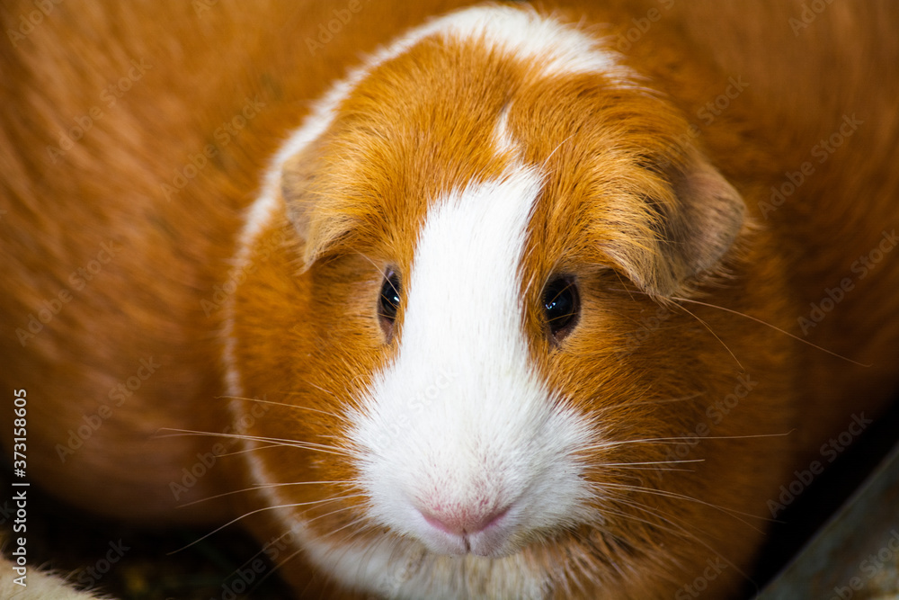 Photograph of a beautiful guinea pig in its cage Photograph of a beautiful guinea pig in its cage