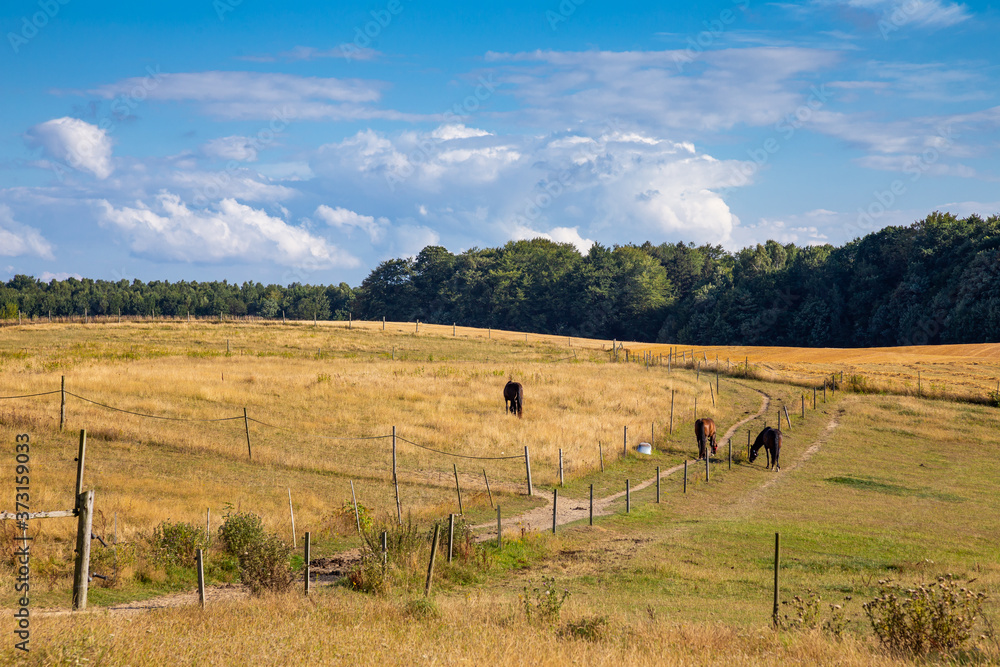 Polish countryside landscape with fields, forest and horses