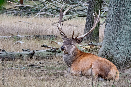 Fototapeta Naklejka Na Ścianę i Meble -  Ein Rothirsch ( Cervus elaphus ).