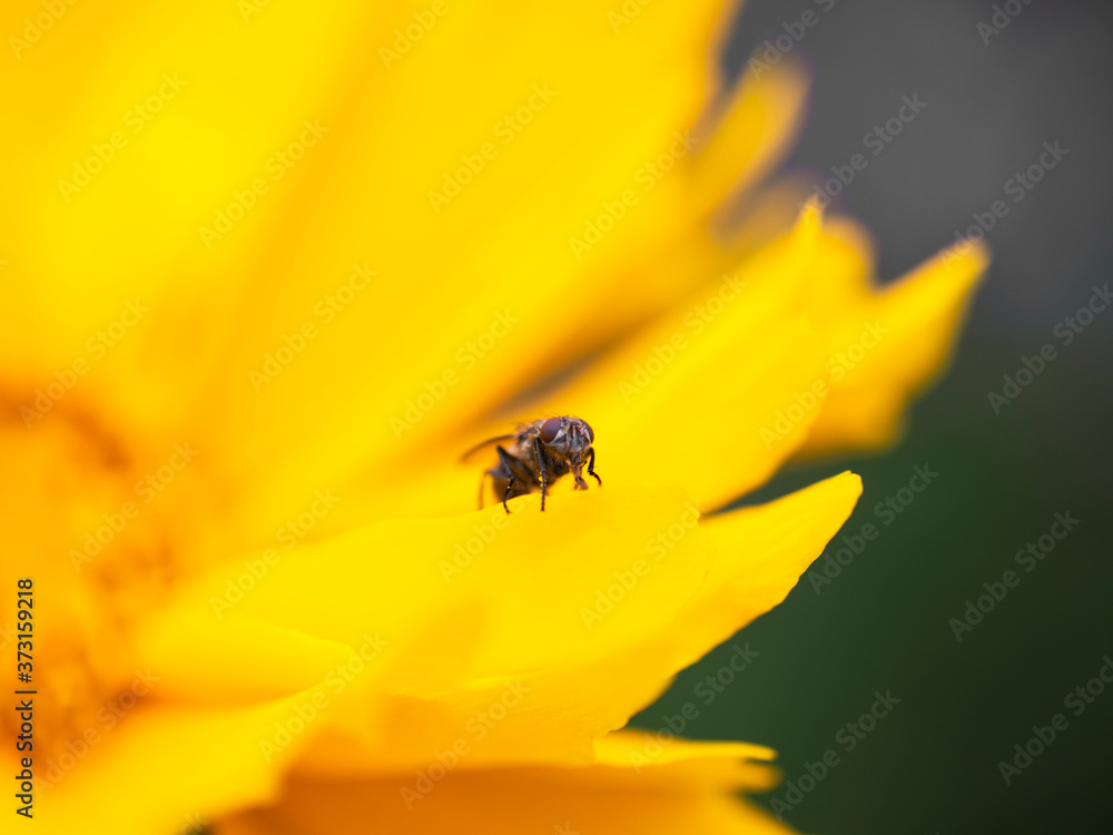 small fly sat on a yellow flower in a garden small fly sat on a yellow flower in a garden