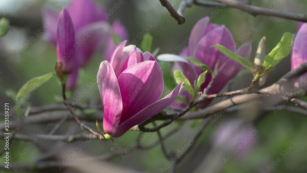 Beautiful Magnolia flowers springtime blossom Beautiful Magnolia flowers springtime blossom