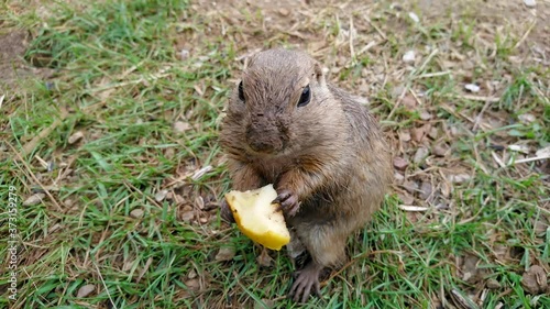 Ground Squirell Eating Apple