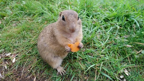 Ground Squirell Eating Carrot