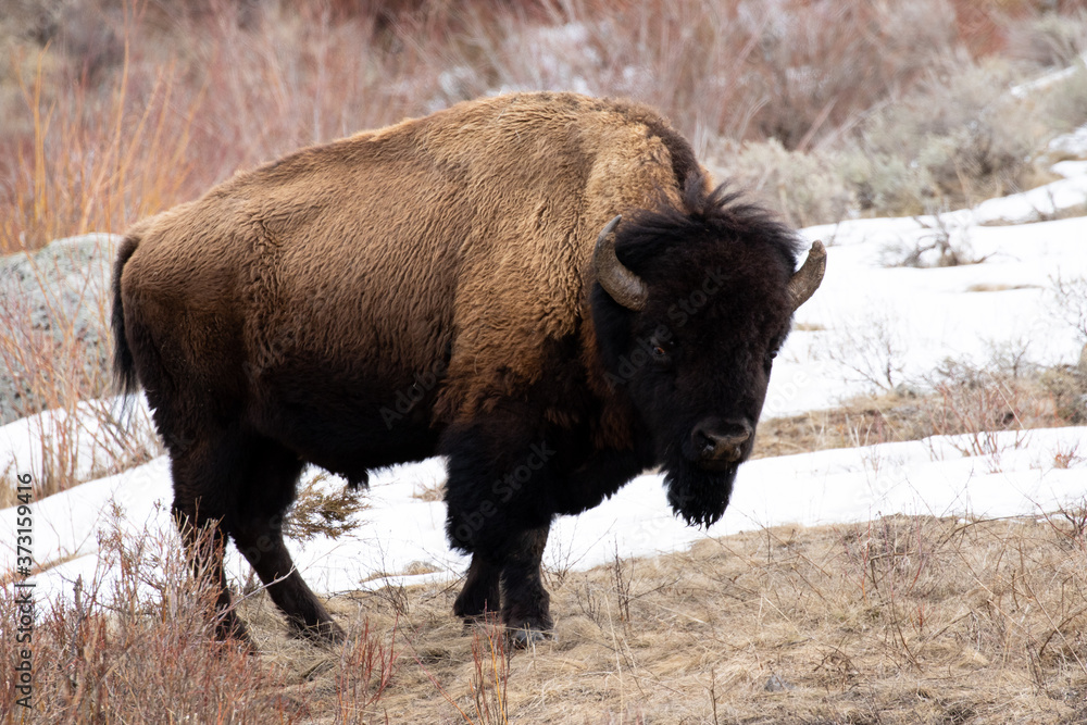 american bison in yellowstone
