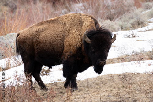 american bison in yellowstone