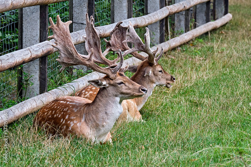 Fototapeta Naklejka Na Ścianę i Meble -  Damhirsche ( Dama dama ) 