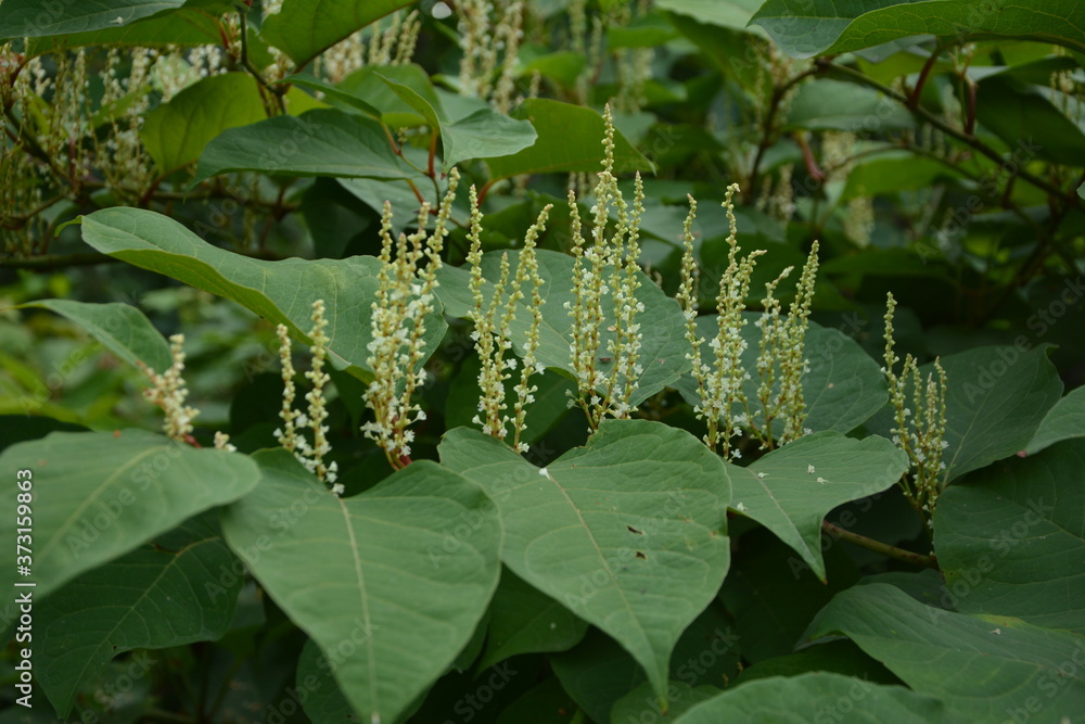 flowers of Asian knotweed, Fallopia japonica.shoots of Japanese ...