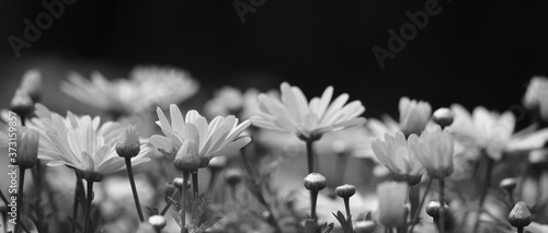Group of splendid daisies in foreground with black and white effect