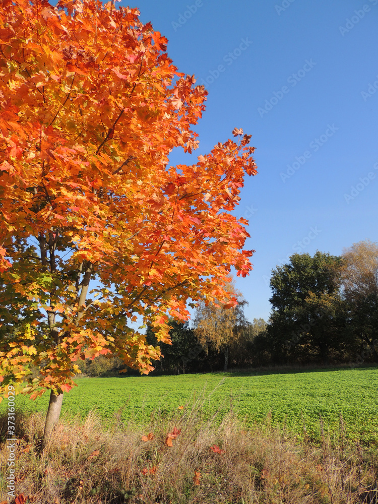 Naklejka premium autumn