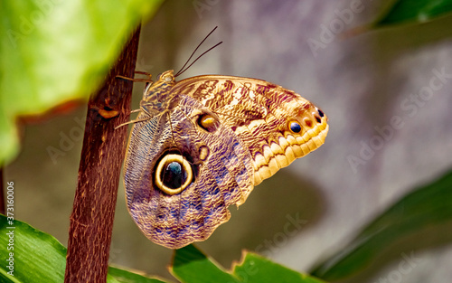 Insect, Wildlife, Germany - A large butterfly of the sky moth, (Morpho peleides) in the botanical garden in Marburg. photo