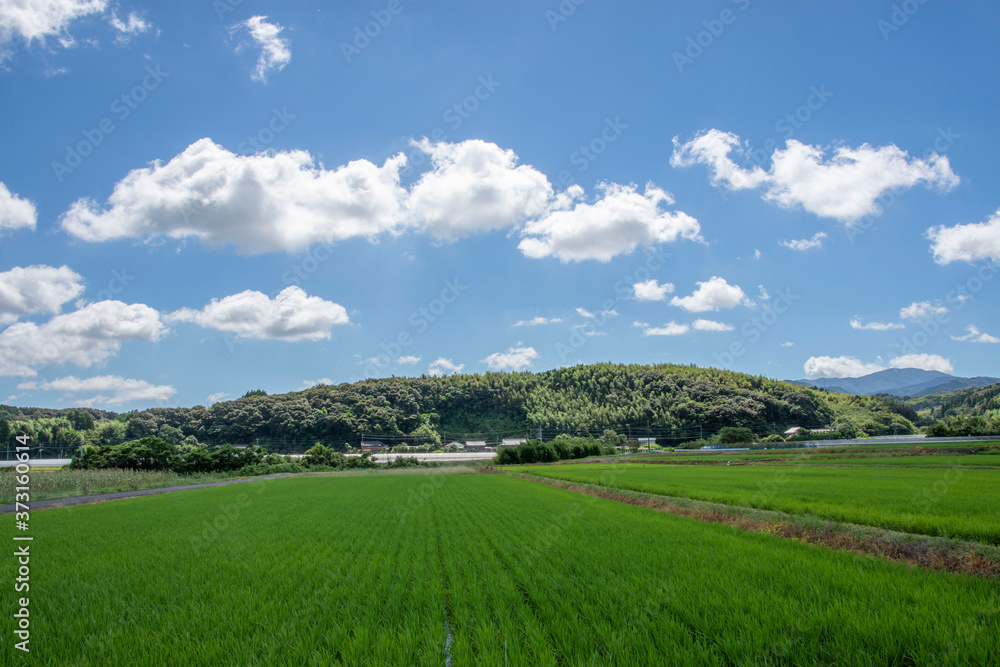白い雲と水田と田舎道の風景　鹿児島県出水平野