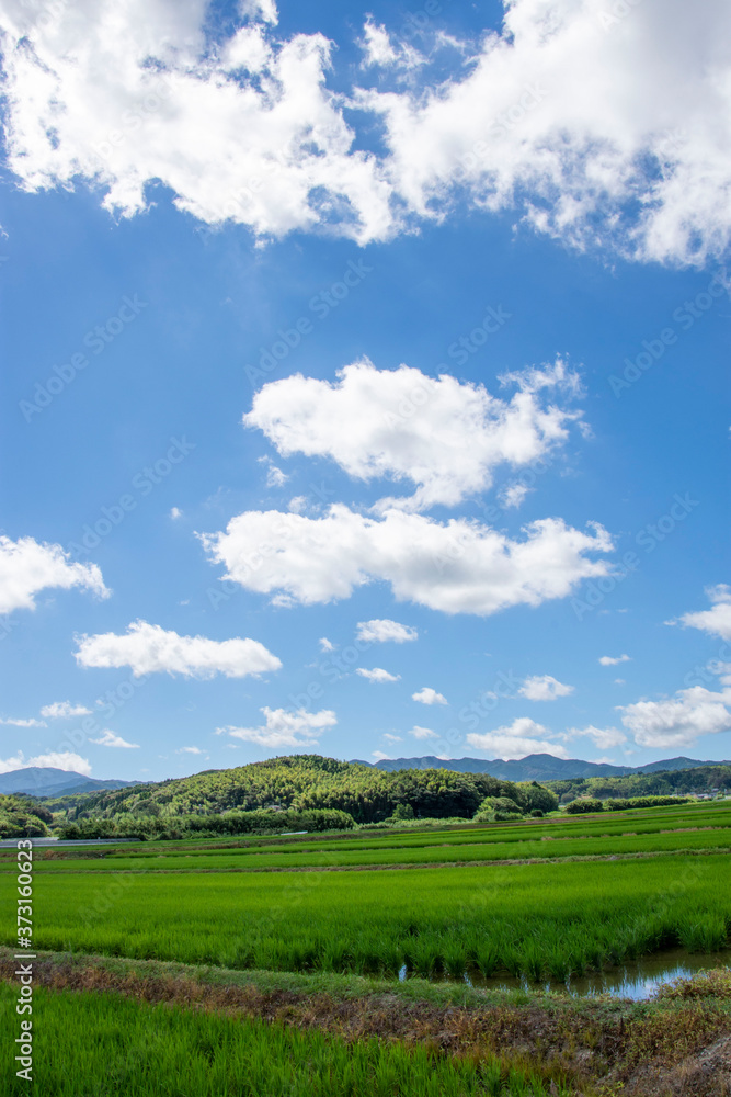 白い雲と水田と田舎道の風景　鹿児島県出水平野