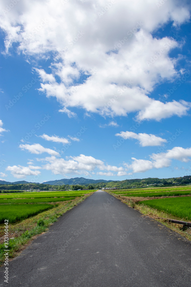 白い雲と水田と田舎道の風景　鹿児島県出水平野