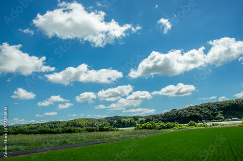 白い雲と水田と田舎道の風景 鹿児島県出水平野