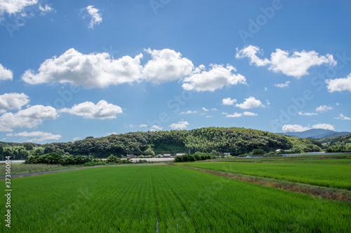 白い雲と水田と田舎道の風景 鹿児島県出水平野