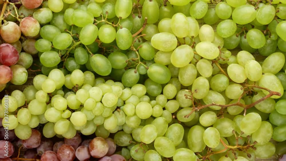 Ripe grapes. Green and pink grapes. Bunch of grapes - background. Ripe grapes. Green and pink grapes. Bunch of grapes - background.