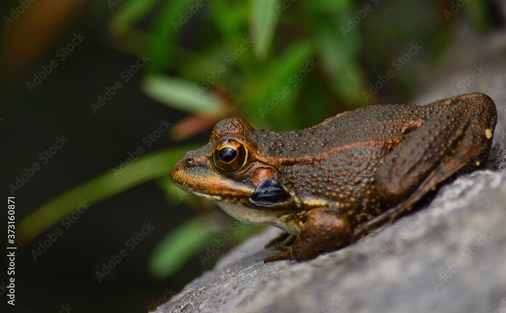 Fototapeta premium Small frog in foreground on a rock and sunbathing on the shore of the puddle