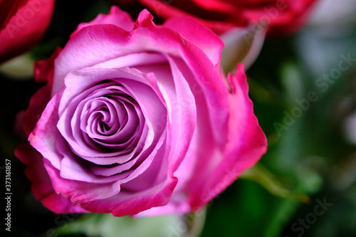 pink rose close up