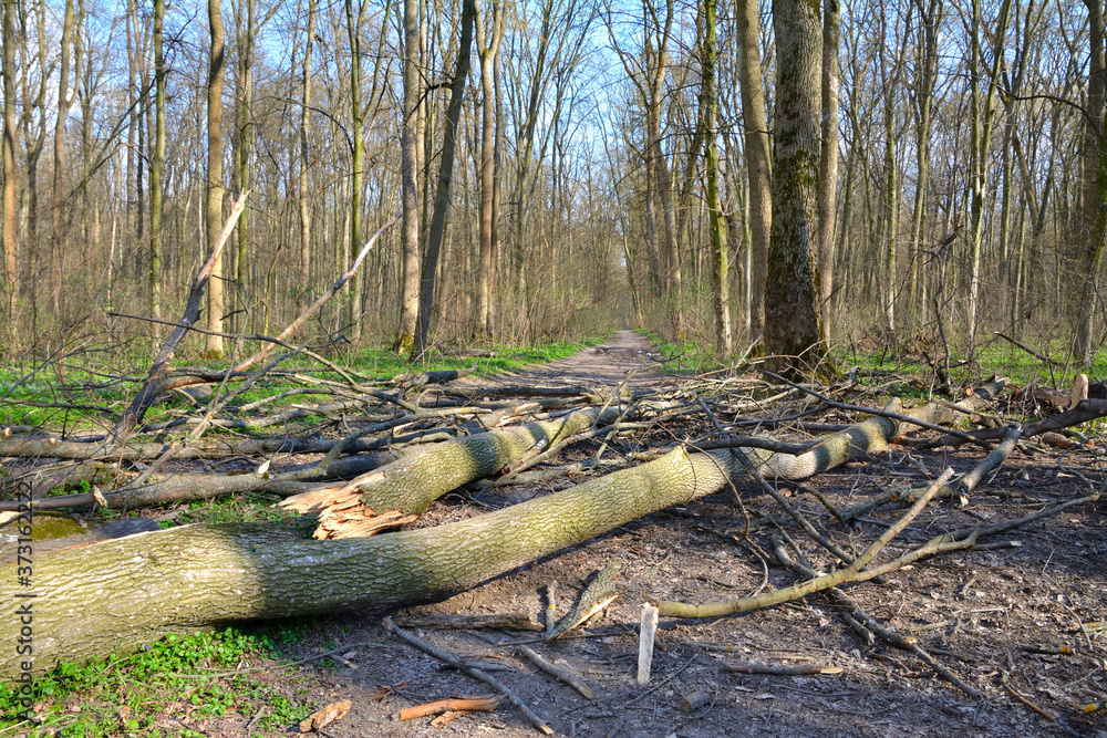 fallen trees in the forest on the road fallen trees in the forest on the road