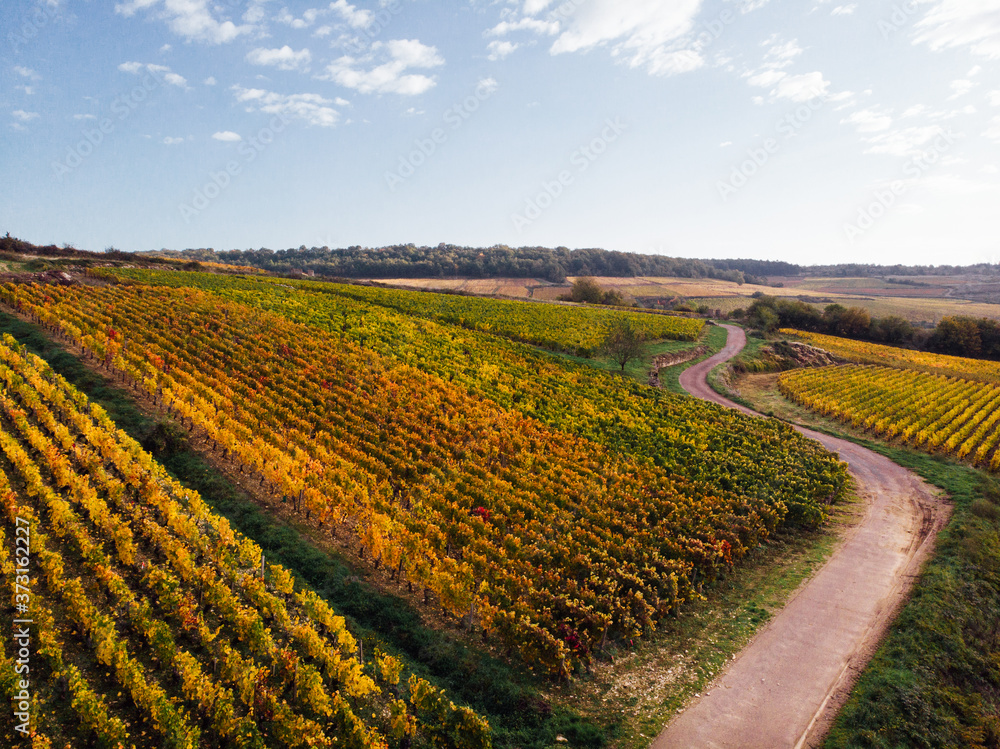 vignoble bourgogne automnal