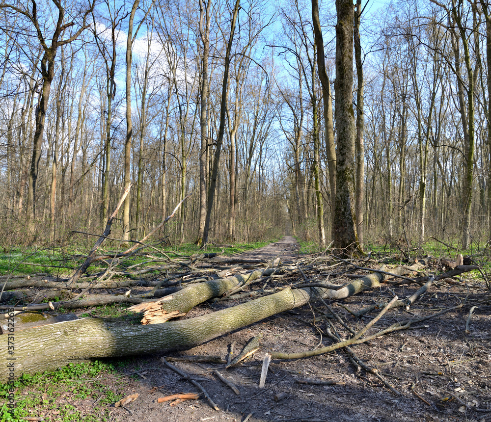 fallen trees in the forest on the road fallen trees in the forest on the road