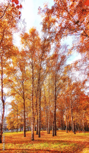 Yellow birch trees in sunny autumn