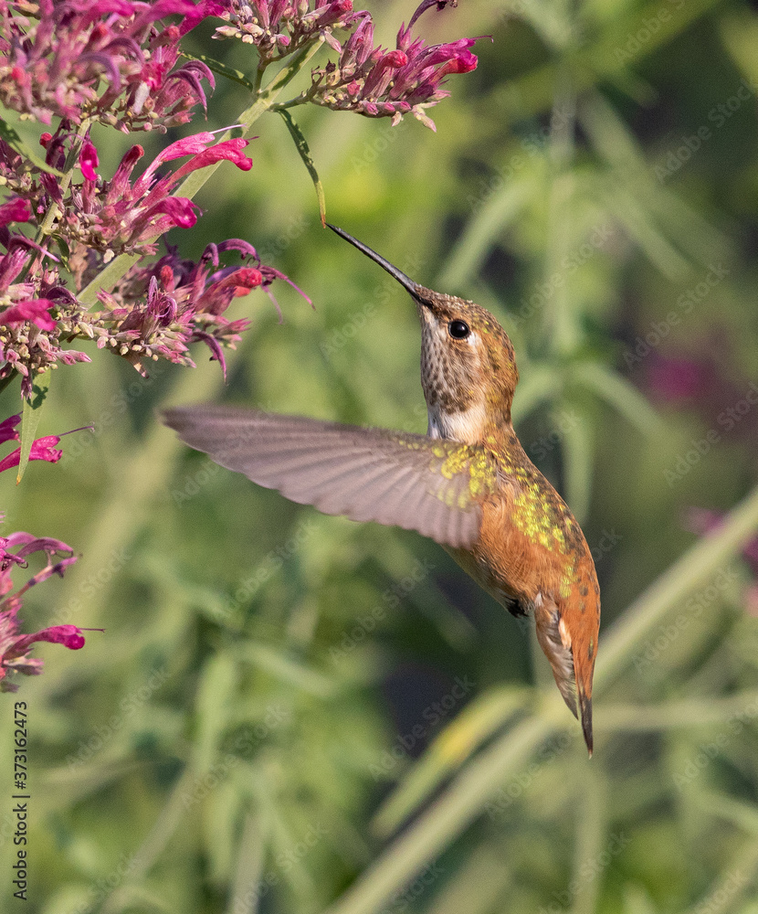 Obraz premium hummingbird feeding on flower