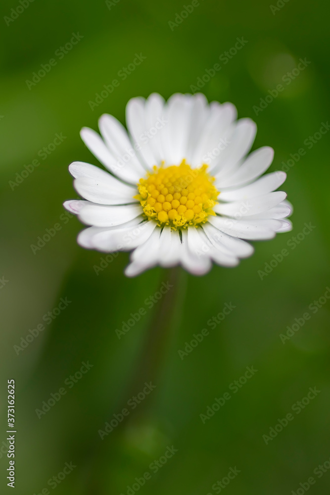 Stokrotka pospolita (Bellis perennius) Stokrotka pospolita (Bellis perennius)