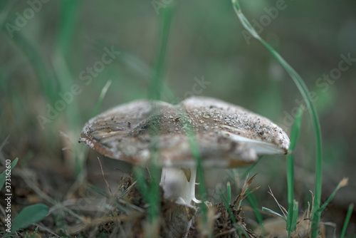 Poisonous mushroom in the forest with a photographed close-up.