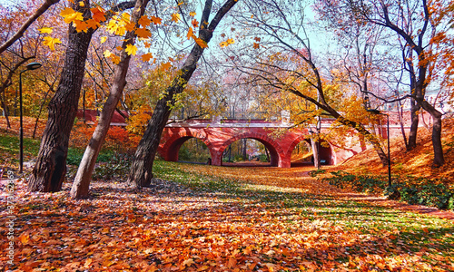 Golden maple trees in autumn city parks in Moscow