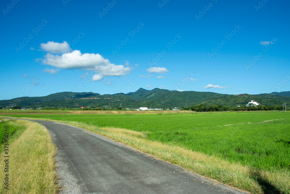 白い雲と青空と水田のある田舎道　鹿児島県出水平野