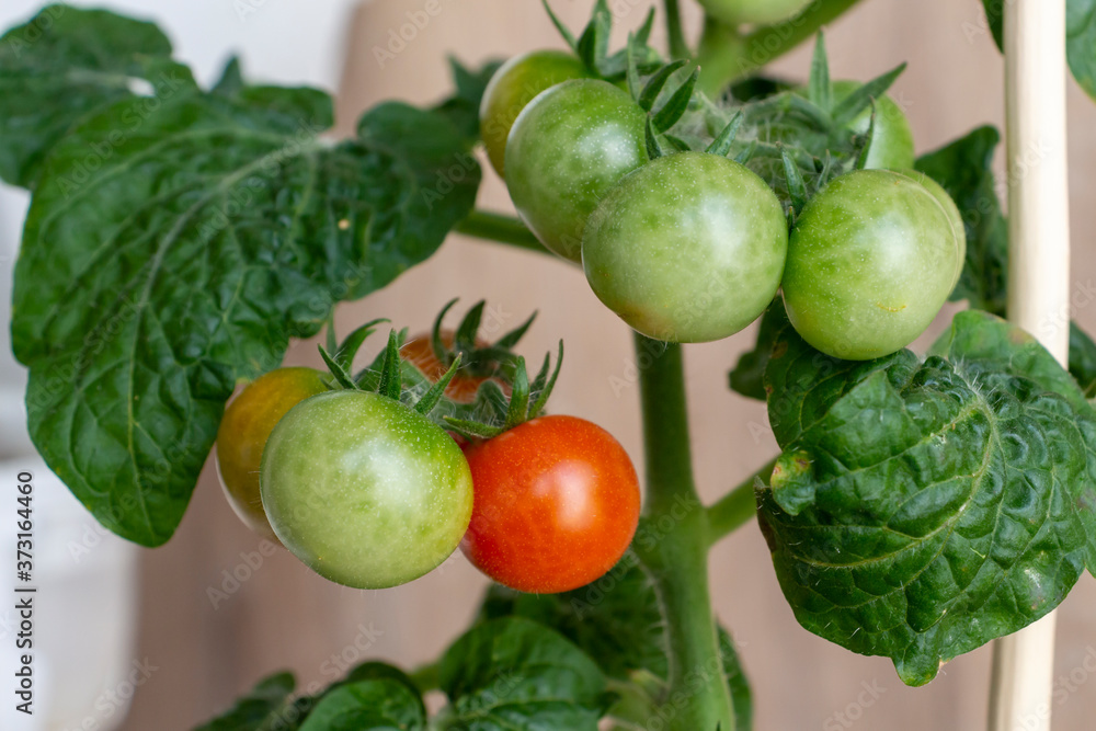 Cherry tomato fruits of different colors ripens on a bush branch. Blurred wooden background. Selective focus. Growing food at home theme.